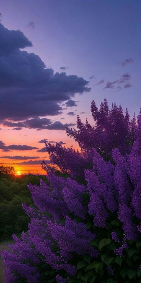 Wallpapers Ponsel,Wallpapers iPhone Purple Landscape Wallpaper, Purple Nature Wallpaper, Purple Nature Aesthetic, Washington Lilacs, Sky And Sunset, Lilac Sunset, Nature Purple, Wild Flower Meadow, Lilac Sky