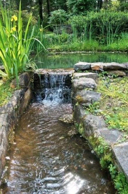 Dragonfly Pond, Water Wall Fountain, Patio Pond, Water Gardens Pond, Garden Pond Design, Anderson Sc, Dream Landscape, Pond Water Features, Swimming Pond