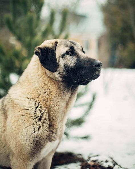 Anatolian Shepherd Aesthetic, True Aesthetic, Kangal Dog, Every Dog Breed, Shepherd Dog Breeds, Anatolian Shepherd, Dog Smells, Shepherd Dogs, Work With Animals