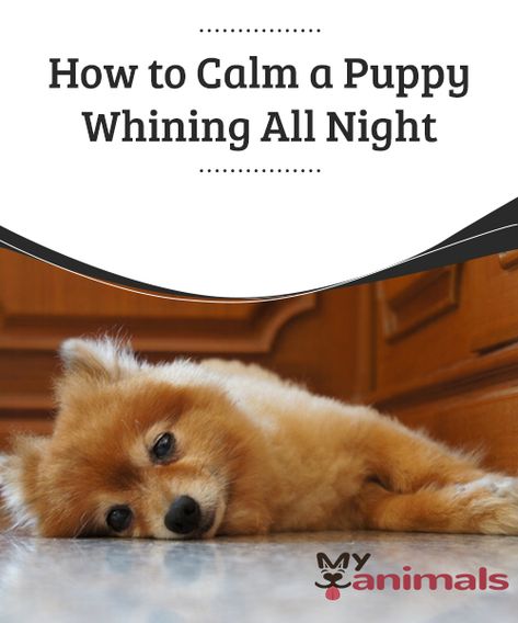 How to Calm a Puppy Whining All Night   Knowing how to calm a whining puppy is essential to taking care of your new family member without losing a good night's sleep. Which is why today, we are going to discuss eight tips to help you prevent and control your puppy's insecurities in their new home. Night Potty Training, Puppy Whining, Dog Organization, Puppy Crate, Puppy House, Potty Training Puppy, Puppy Pads, Dog Information, Best Puppies