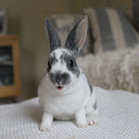 𝕄𝕚𝕟𝕚 ℝ𝕖𝕩 𝔹𝕦𝕟𝕟𝕚𝕖𝕤 🐰🐰🐰 on Instagram: “Hey guys, I’m Rihanna and  I’m a broken blue otter, I got my lovely spotty coat from my nana Nori 🥰 ▫️ ▫️ ▫️ #minirex #minirexrabbit…” Mini Rex Bunnies, Rex Bunny, Mini Rex Rabbit, Rex Rabbit, Cutest Animals, Otters, I Got This, Rihanna, Funny Animals