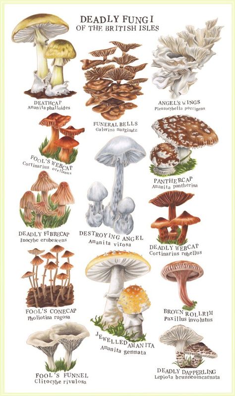 Fungi Illustration, Mushroom Guide, Mushroom Identification, Mushroom Species, Mushroom Varieties, Poisonous Mushrooms, Types Of Fungi, Mushroom Pictures, Mushroom Drawing