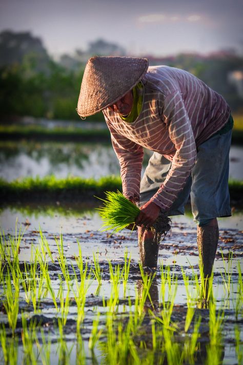 Farmer planting rice,  Bali Rice Farmers, Agriculture Pictures, Rice Farming, Watercolor Scenery, Indian Art Gallery, India Photography, Blouse Design Images, Cute Couples Photography, Good Morning Beautiful Quotes