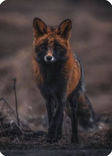 Fox Therian Aesthetic, Cross Fox Therian, Black Fox Aesthetic, Black Foxes, Fox Therian, Cross Fox, Fox Crafts, Fox Pictures, Foxes Photography