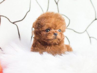 Micro Poodle for sale - Tiny Teacup Poodle for adoption Micro Puppies, Teacup Pomsky, Teacup Puppy Breeds, Baby Exotic Animals, Micro Teacup Poodle, Micro Poodle, Tiny Poodle, Micro Pomeranian, Teacup Poodles For Sale