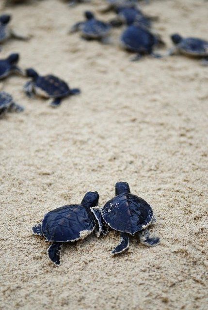 Baby Sea Turtles, Pet Turtle, Turtle Love, Cute Turtles, Baby Turtles, Cute Creatures, Sea Animals, The Sand, Sea Creatures