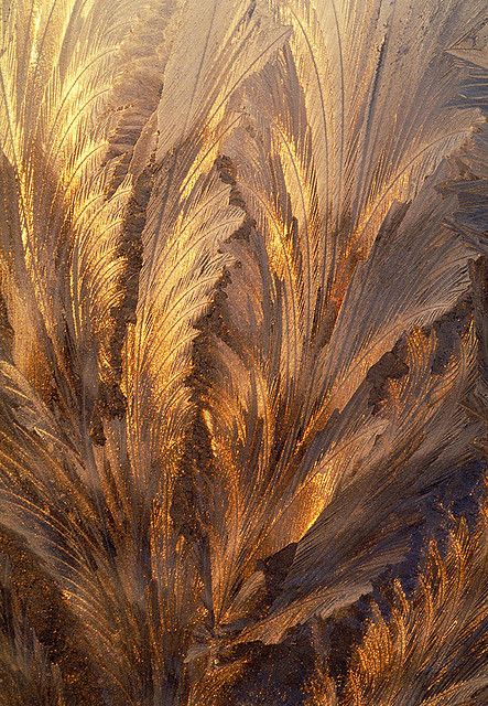 Frost on Window  - this is stunning. looks like frozen foliage. I know it is not. Frost On Window, Star Dust, Soyut Sanat Tabloları, Colors Palette, Dragon Age Inquisition, Gold Aesthetic, Jack Frost, All That Glitters, Mellow Yellow