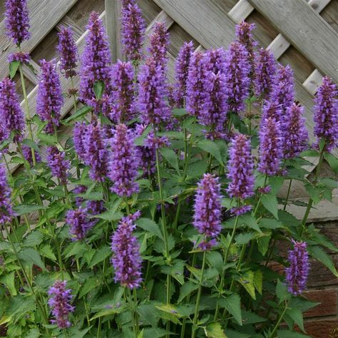 Agastache 'Blue Boa' Hummingbird Plants, Blue Plants, Buy Christmas Tree, Garden Cafe, Blue Garden, Plant List, Garden Care, Perennial Garden, Perennial Plants