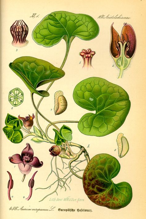 Wild Ginger, sometimes known as Canada Snakeroot, is a small stemless perennial plant in the Aristolochiaceae family, native to deciduous forests of Eastern North American. A similar variety, Asaru… Wild Ginger Plant, Historical Drawings, Ginger Plant, Wild Ginger, Antique Botanical Print, Forest Plants, Illustration Botanique, Plant Images, Perfect Garden