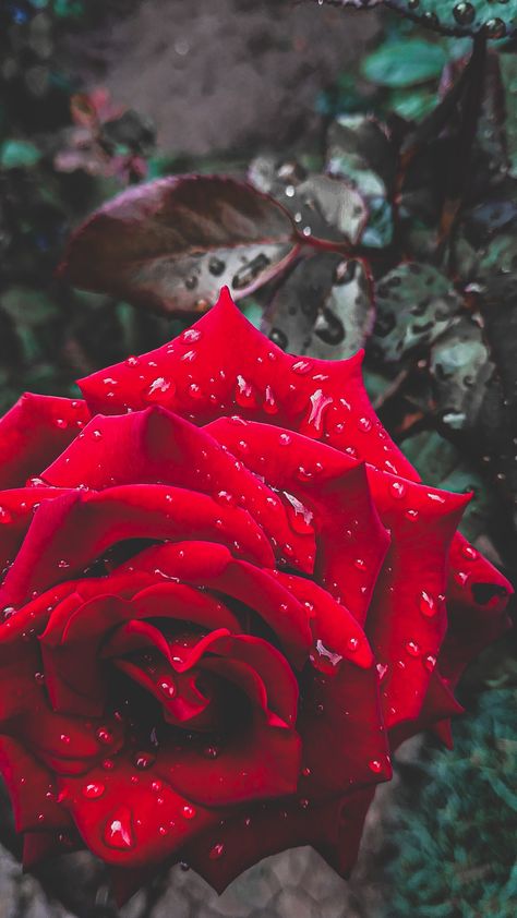 Red Rose Wallpaper Hd, Dark Roses Background, Dark Red Roses Wallpaper Aesthetic, Watercolor Wallpaper Phone, Flowers Dp, Red Rose Dark Aesthetic, Deep Red Roses Aesthetic, Wet Flowers, Rose Garden Design