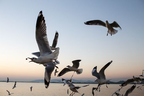 Seagulls - Mawlamyine, Myanmar | Seagulls in Mawlamyine, Mya… | Flickr Mawlamyine Myanmar, Mawlamyine, Myanmar