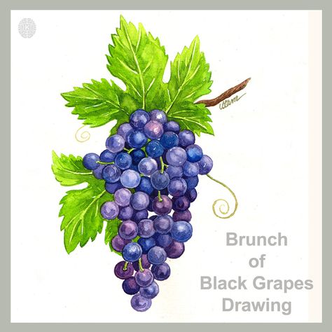 Simple and easy grapes painting with water color. Image by - K art and craft. Drawing Of Grapes, Grapes Leaves Drawing, Green Grapes Drawing, Grapes Drawing, Grapes Drawing Colour Pencil, Vegetables Drawing, Grape Painting Acrylic, Grapes Painting, Grape Drawing