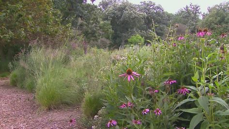 The growing trend of making your yard a natural, national park Doug Tallamy, Soldier Field, The Daily Show, Chicago Fire, Sustainable Lifestyle, Green Grass, Live In The Now, Native Plants, Habitat