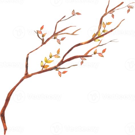 Fall Branches, Branch Watercolor, Branch Vector, Fall Watercolor, Wedding People, Cityscape Photos, Nature Backgrounds, Background Banner, Wedding Guest Book