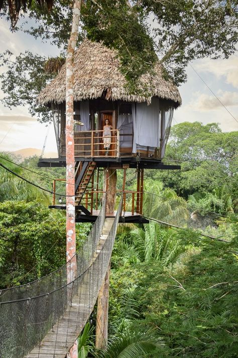 Hotel Treehouse Lodge en el Amazonas peruano Treehouse Hotel, Job Hunting, Glamping, Tree House, Hotel