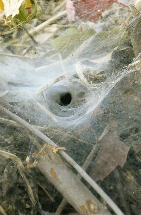 MCCLELLAND PARK IN JOPLIN MO spiderweb, spider, tunnel, hole, photo Spiderweb Tunnel, Light House, Spiders, Spider Web, Natural Materials, Alexander Mcqueen, Stained Glass, Fan Art, Collage