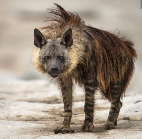 Brown hyena : hyenas Brown Hyena, Striped Hyena, Spotted Hyena, African Wild Dog, Rare Species, Marine Mammals, African Wildlife, Wild Dogs, Hyena