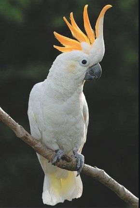 Top 21 Types of Cockatoos' Facts & History | Petco Near Me Australian Cockatoo, Burung Kakatua, Australian Parrots, Parrots Art, Most Beautiful Birds, Parakeets, Australian Birds, Airbrush Art, Australian Animals