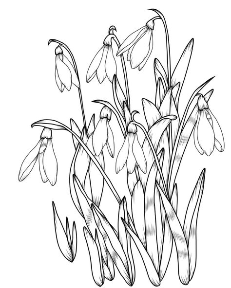 Little snowdrops. . . #botanicaldrawing #flowerdrawing #flowerdrawings #simpledrawings #naturedrawing #snowdrops #coloringforadults #coloringbook #coloringtherapy Snow Drop Flower, Snow Drops Flowers, Frost Flowers, Snow Drop, Embroidery Stitches Beginner, Snow Drops, Month Flowers, Birth Month Flowers, Birth Month