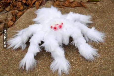 Albino spider. Not sure if scary or cute? Maybe both Albino Tarantula, Albino Spider, Spiders In Australia, Rare Albino Animals, Cool Insects, White Spider, Scary Animals, Albino Animals, Photographie Portrait Inspiration