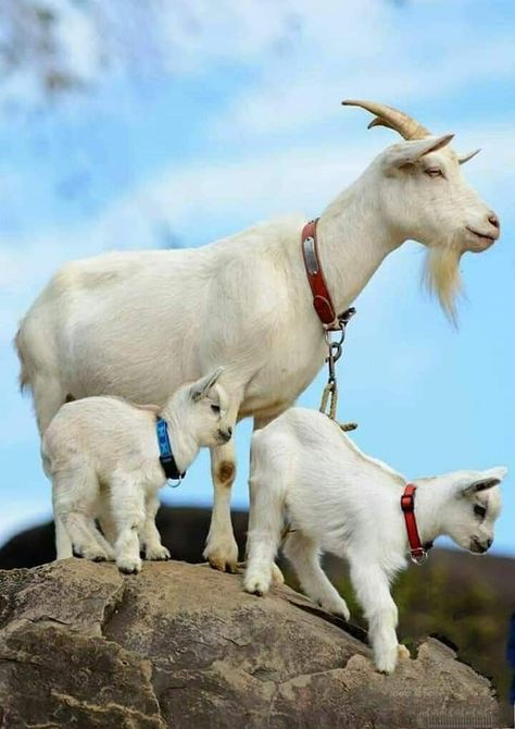 Animals Wallpaper Aesthetic, Goat Wallpapers, Goat Photos, Goat Fencing, Cute Animals Wallpaper, Wallpaper Aesthetic Nature, Goat Photo, Goat Fence, Milk Goats