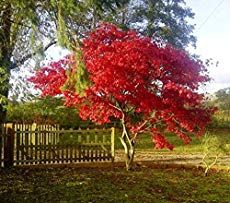 10 Surprising Things About Growing Beautiful Japanese Maples - Gardening @ From House To Home Red Dragon Japanese Maple, Japanese Boxwood, Japanese Red Maple, Small Trees For Garden, Live Tree, Japanese Maple Tree, Specimen Trees, Planting Shrubs, Acer Palmatum