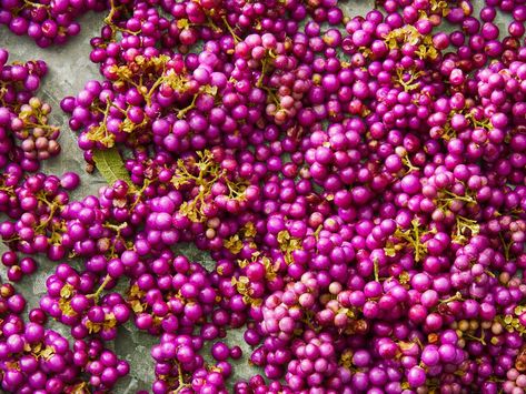 Beautyberry Jelly Beautyberry Jelly, Beauty Berry, Mulberry Recipes, How To Make Jelly, Large Mason Jars, Purple Pink Color, Water Bath Canning, Filled Donuts, Small Mason Jars