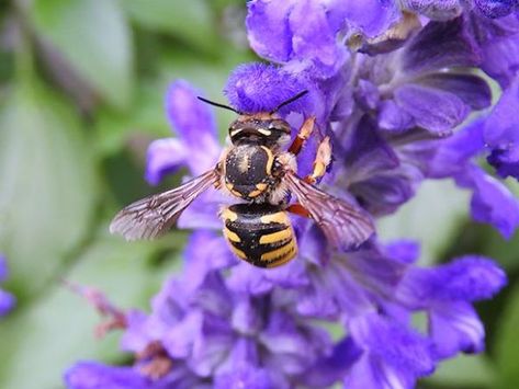 The European Wool Carder Bee | The Pathless Wood Wool Carder Bee, Blue Salvia, My Honey, Garden Bed, The Fence, Black And Yellow, Garden Beds, Bumble Bee, The Plant