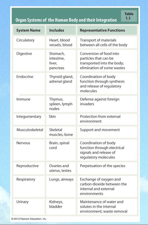 Bsc Nursing 1st Year Notes Anatomy, Medical Worksheets, Nursing Procedures, Bsc Nursing, Biology Diagrams, Medical Assistant Student, Nurse Study, Medical Study, Basic Anatomy