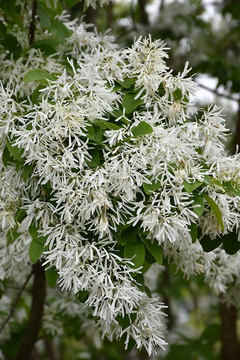 Chinese Fringe Tree, Garden Hangout, Part Shade Garden, Outdoor Shrubs, Hospital Garden, Orange Plants, Small Evergreen Shrubs, Fringe Tree, Landscape Nursery