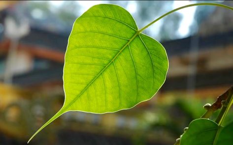 Leaf of the ficus religiosa - Bodhi Tree Bodhi Tree Drawing, Bodhi Tattoo, Bodhi Tree Art, Ficus Religiosa, Tree Indoor, Bodhi Leaf, Buddha Art Painting, School Wall Art, Rose Flower Wallpaper