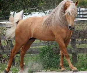 25 images about palomino horse on We Heart It | See more about horse, palomino and animal Chocolate Palomino, Liver Chestnut, Palomino Horse, Most Beautiful Animals, Beautiful Horse, Horses And Dogs, All The Pretty Horses, Horse Crazy, Sport Horse