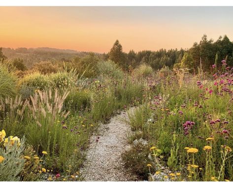 Wildlife Garden Design, Mediterranean Garden Design, Naturalistic Garden, Trail Life, Ecology Design, Garden Plots, Wildlife Gardening, Wildflower Garden, Mediterranean Garden