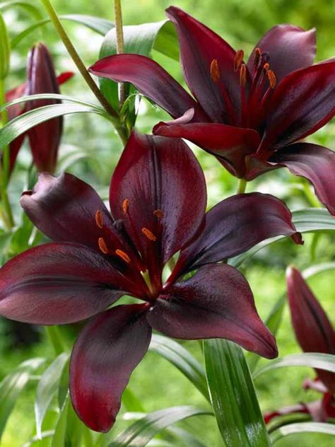 Calla Lily Bulbs, Lily Bulbs, Asiatic Lilies, Image Swag, Spring Plants, Indoor Flowers, Fall Plants, Black Flowers, Bulb Flowers