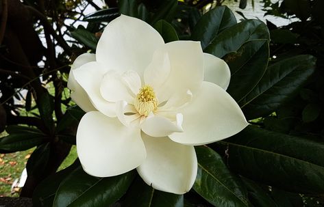 Southern Magnolia –  Your Questions Answered Sweetbay Magnolia Tree, Southern Magnolia Tree, Magnolia Grandiflora, Magnolia Branch, Southern Magnolia, Magnolia Tree, Tree Flowers, White Magnolia, Magnolia Trees