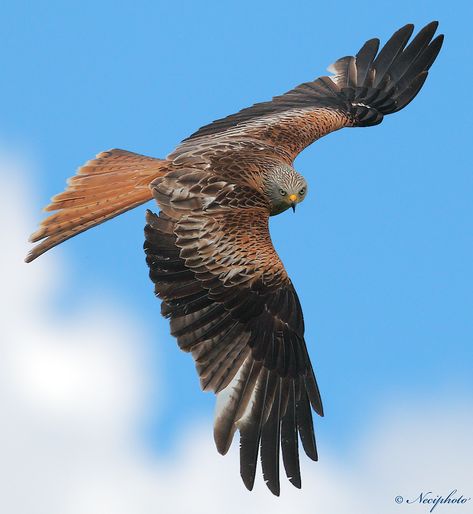 Red Kite | Photo.net Red Kite Bird, Kite Bird, Red Kite, Bird Flying, Airplane Art, Free Background, Foto Tips, Bird Wallpaper, Animal Sketches