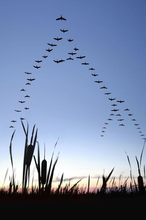 Goose Hunting, Canada Geese, Waterfowl Hunting, Canadian Goose, Flock Of Birds, Flying Geese, Duck Hunting, Birds Flying, Love Birds