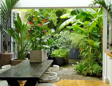 Landscape Tropical, Small Tropical Gardens, Balinese Garden, Small City Garden, Tropical Garden Ideas, Tropical Garden Design, Jungle Gardens, Courtyard Gardens Design, Courtyard Gardens