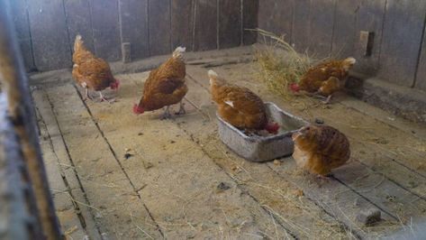 6 Chicken Coop Floor Options and Which One Is Right for You Chicken Coop Flooring Bedding, Chicken Coop Sand Floor, Chicken Coop Concrete Floor, Dirt Floor Chicken Coop, Concrete Floor Chicken Coop, Bear Proof Chicken Coop, Securing Bottom Of Chicken Coop, Wood Pallet Flooring, Pallet Floors