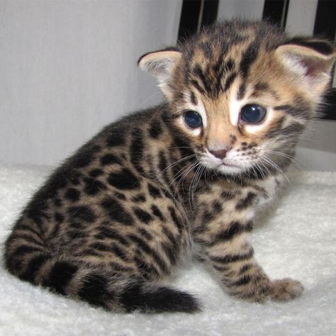 Cat Kingdom, Bengal Cat Kitten, Leopard Kitten, Bengal Kittens For Sale, Lazy Boy, Bengal Kitten, Kitten Photos, Pet Monkey, Kitten Pictures