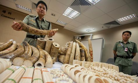 Scrimshaw Art, Ivory Trade, Hong Kong International Airport, Kill People, Endangered Animals, Prehistoric Animals, African Elephant, A Year, Hong Kong