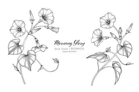 Morning Glory Tattoo, Dragon Tattoo Drawing, Morning Glory Vine, Morning Glory Flowers, Blue Bell Flowers, Flower Tattoo Arm, Vine Tattoos, Tattoo Project, New School Tattoo