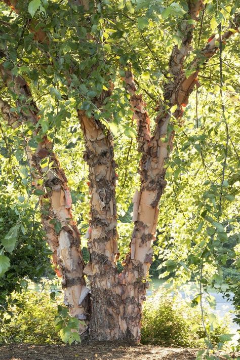 Betula Nigra, Planting Zones, Deer Resistant Perennials, Long Blooming Perennials, Hummingbird Plants, River Birch, Deer Resistant Plants, Sun Perennials, Erosion Control