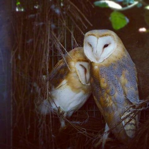 Barn owl love Barn Owls, Owl Photography, Owl Photos, Owl Pictures, Beautiful Owl, Owl Bird, Snowy Owl, Santa Lucia, Owl Art