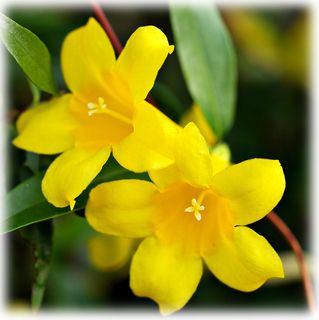 (Jasmine) Yellow jasmine flower. Grace and elegance Yellow Jasmine Flower, Flower Definitions, Yellow Jasmine, Hummingbird Garden, Poisonous Plants, Flower Meanings, Jasmine Flower, Weird Shapes, Ornamental Plants