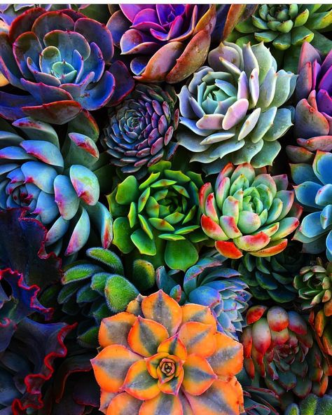 ColoradoI've had many names, old names , that only the wind and the trees can pronounce SHOP UPDATE: October 5th 4pm MST UNDER CONSTRUCTION Cactus Planta, Colorful Succulents, Succulent Gardening, Gems Art, Cactus Y Suculentas, Cactus Flower, Cactus And Succulents, Exotic Flowers, Succulents Garden