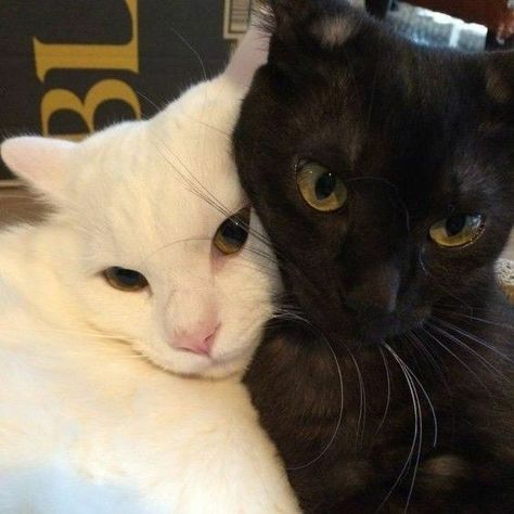 White And Black Cat, Black And White Couples, Cat Couple, Cat Cuddle, Silly Animals, White Cats, Silly Cats, White Cat, Cat Pics