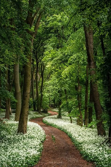 Natures Path, Living Organisms, Spring Forest, A Walk In The Woods, Image Nature, Mystical Forest, Forest Path, 수채화 그림, Garden Landscape Design