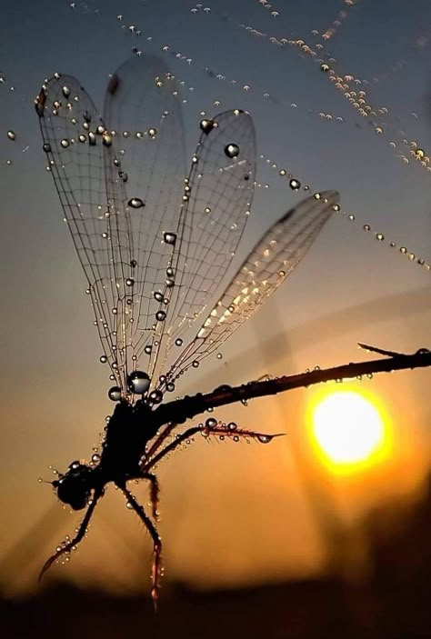 📸 : Jola GrochoruskaA dragonfly wrapped in the bracken of a frosty morning Dragonfly Wallpaper, Dragonfly Artwork, Dragonfly Images, Dragonfly Photography, Dragonfly Photos, Beautiful Butterfly Photography, Image Nature, Dragonfly Art, Beautiful Bugs