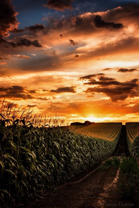 Golden corn field by Aaron Toulmin on 500px Corn Fields, Corn Field, Sun Setting, Beautiful Skies, Sun Rise, Sunrises And Sunsets, Sunsets And Sunrises, Sunrise And Sunset, Down On The Farm